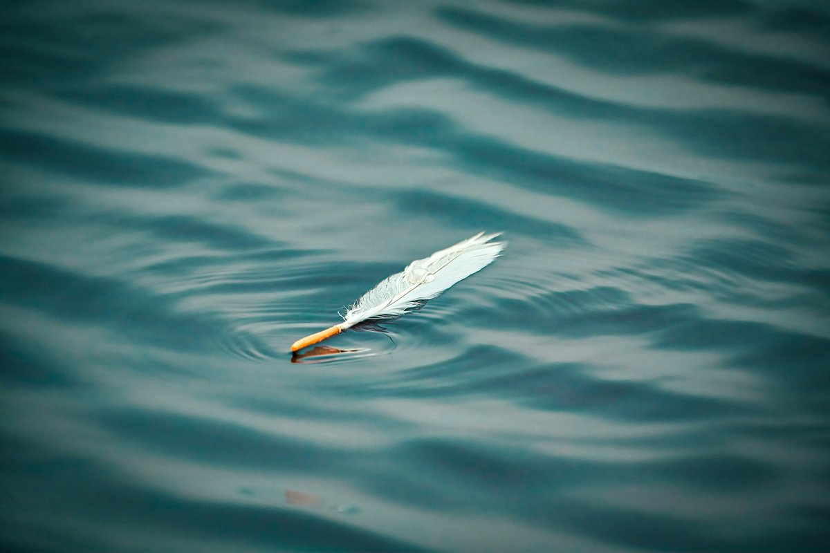 A single white feather floating on gently rippling teal water, soft and still