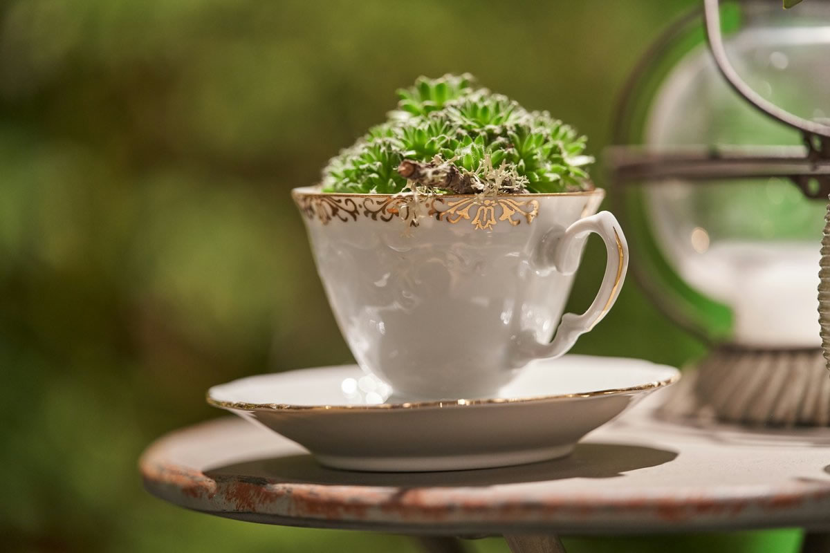A delicate white teacup with gold rim holding a small succulent garden, resting on a saucer in soft natural light