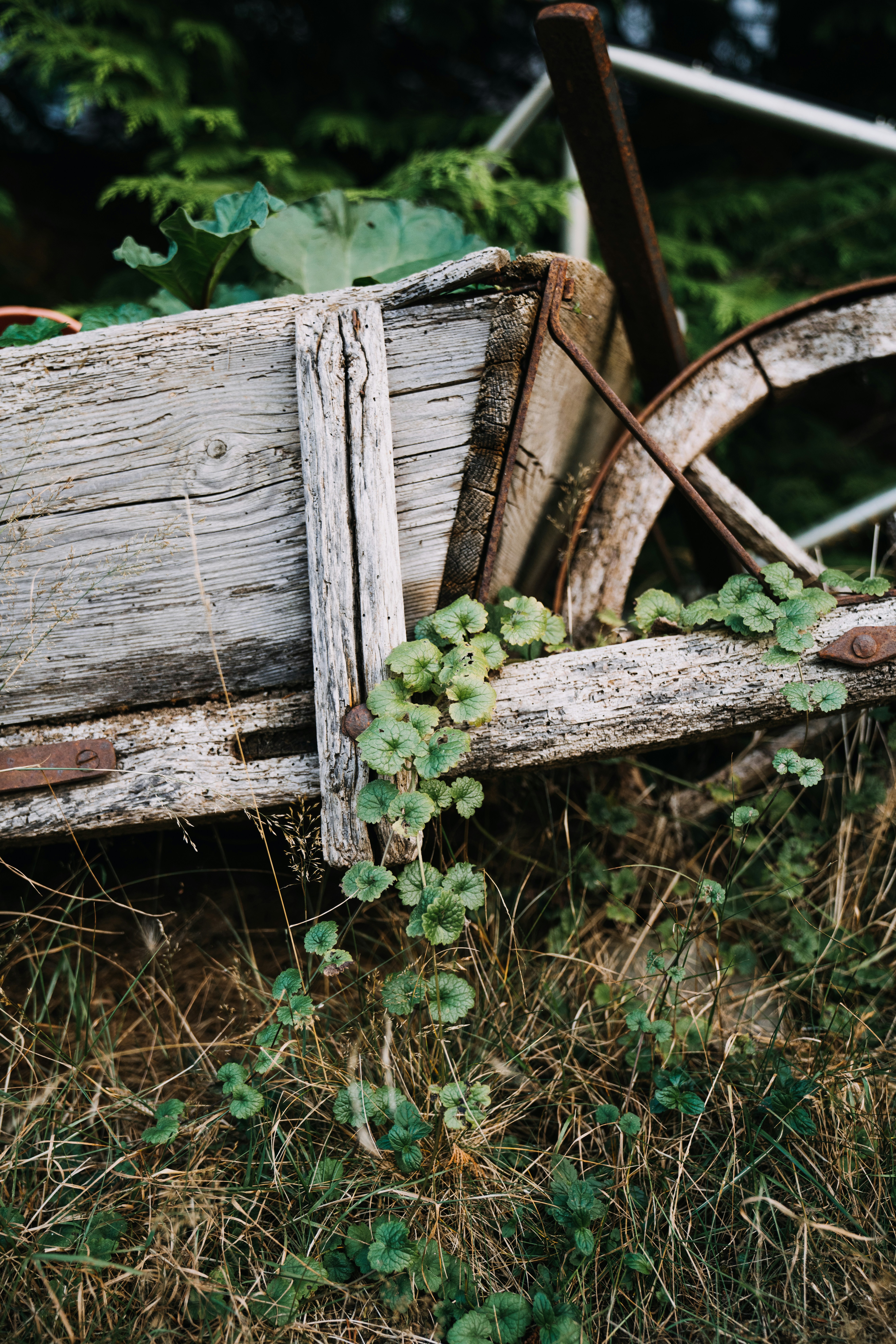 Old wooden wheelbarrow overgrown with greenery