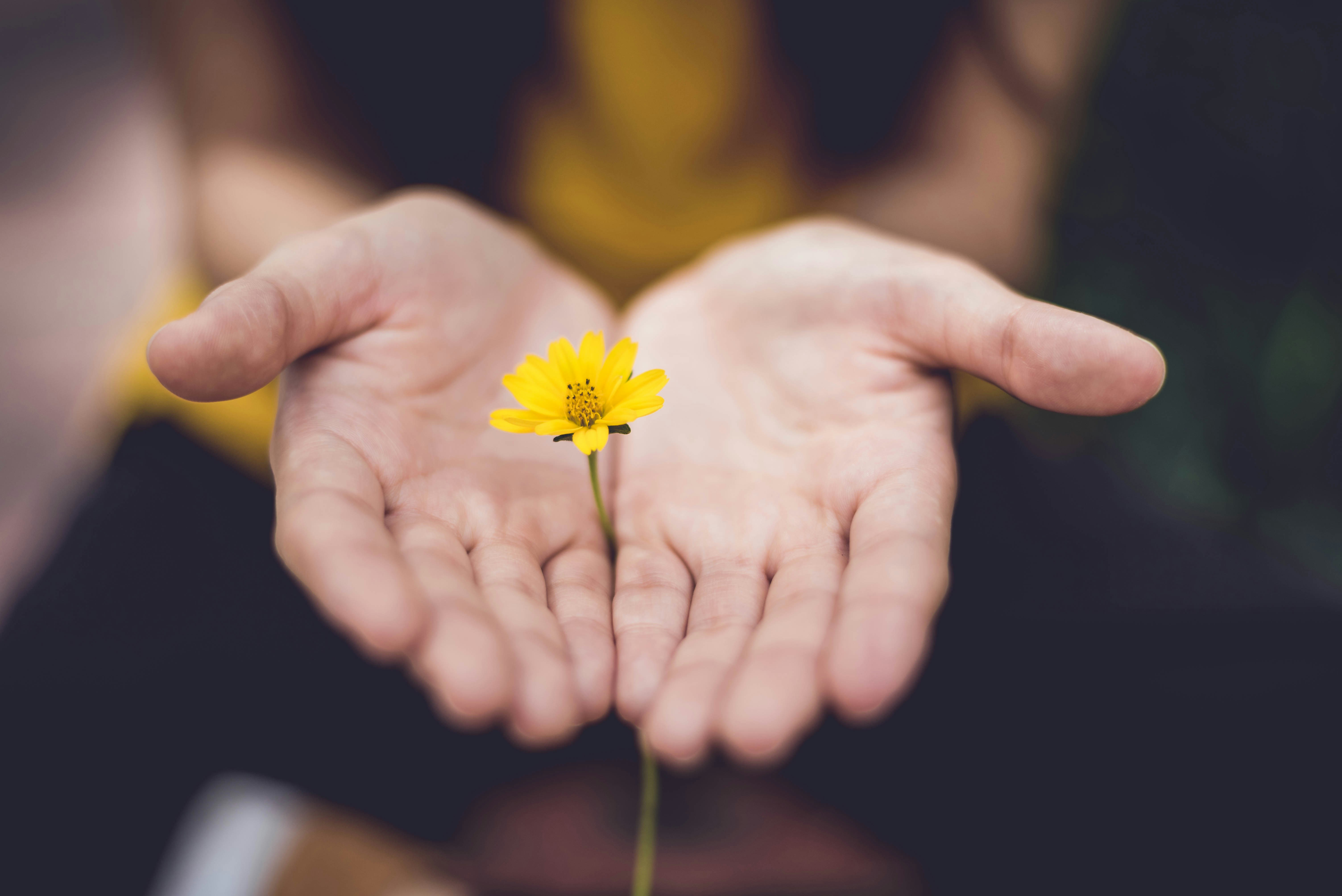 Hands cupped around a small yellow flower